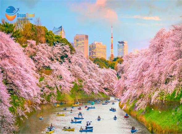 [HCM] Tour Nhật Bản Hành Trình Vàng Mùa Hoa Anh Đào Nở Sớm 2026